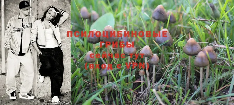 MEGA tor  Салават  Псилоцибиновые грибы Psilocybine cubensis 